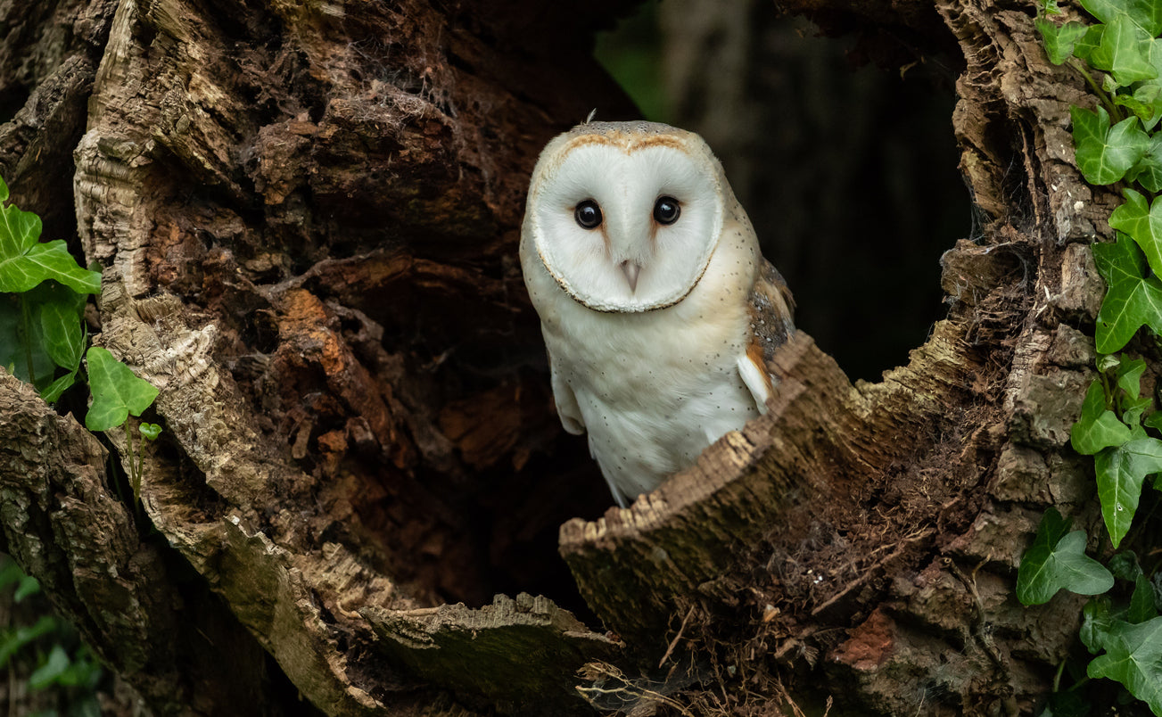 BARN OWL