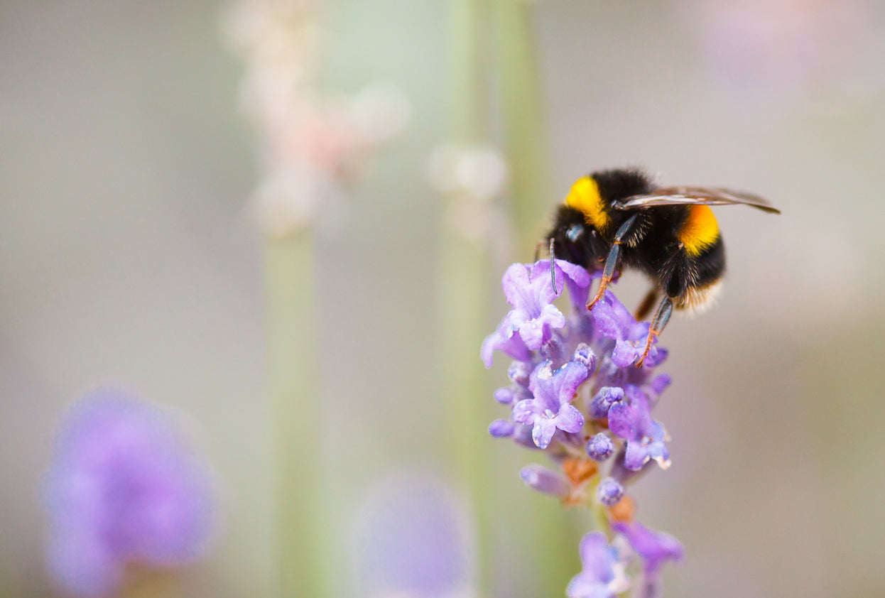 HOW TO HELP BEES