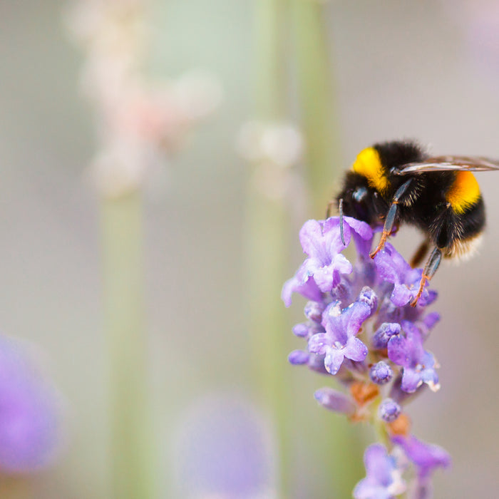 UK BEE SPECIES