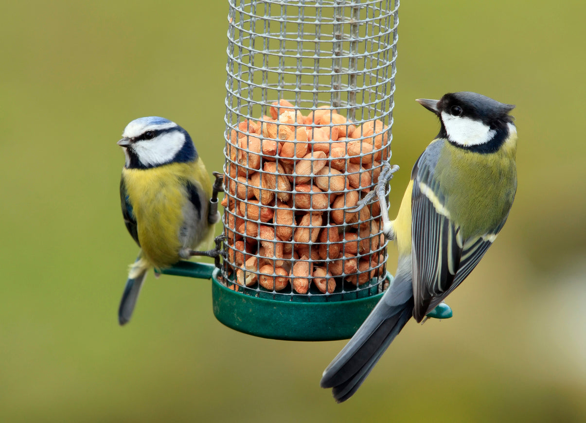 FEEDING & LOOKING AFTER GARDEN BIRDS DURING WINTER