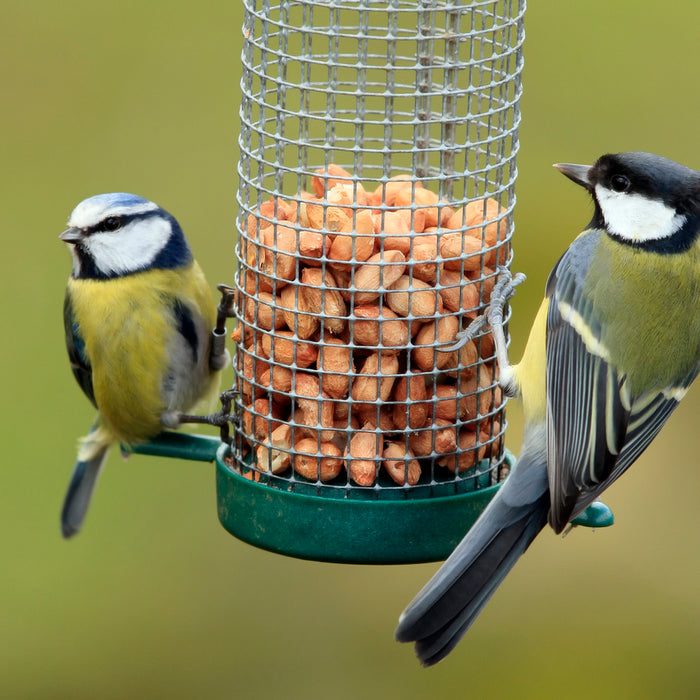 FEEDING & LOOKING AFTER GARDEN BIRDS DURING WINTER