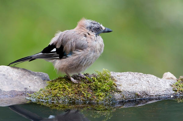 Garden Birds And Their Moulting Cycles Explained