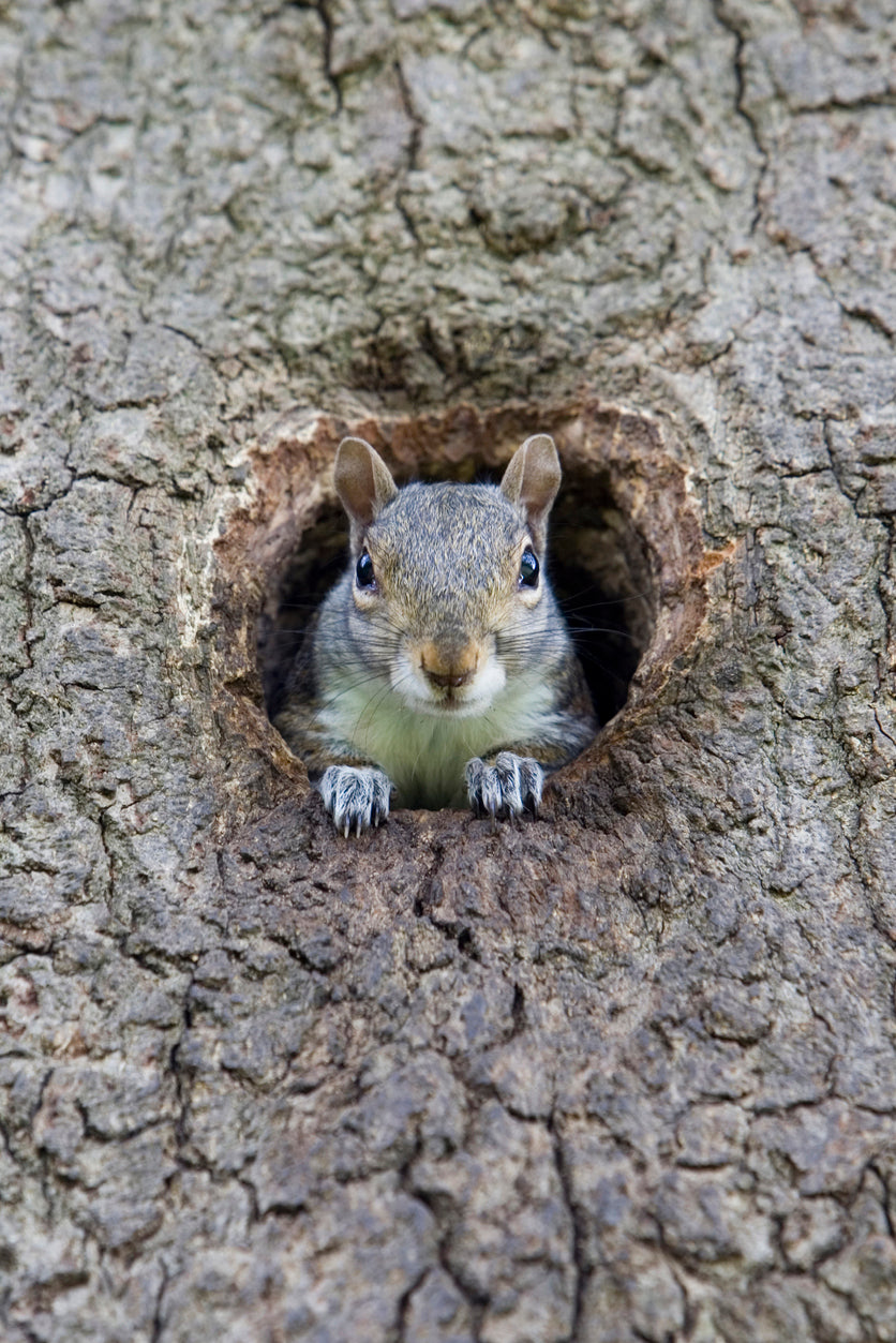 Squirrel Nests - Drey