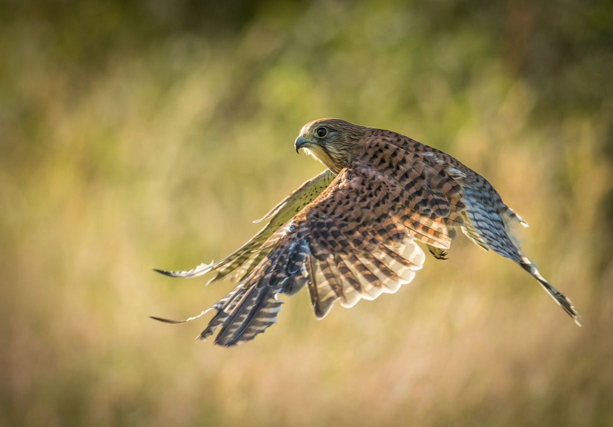 KESTREL BIRDS