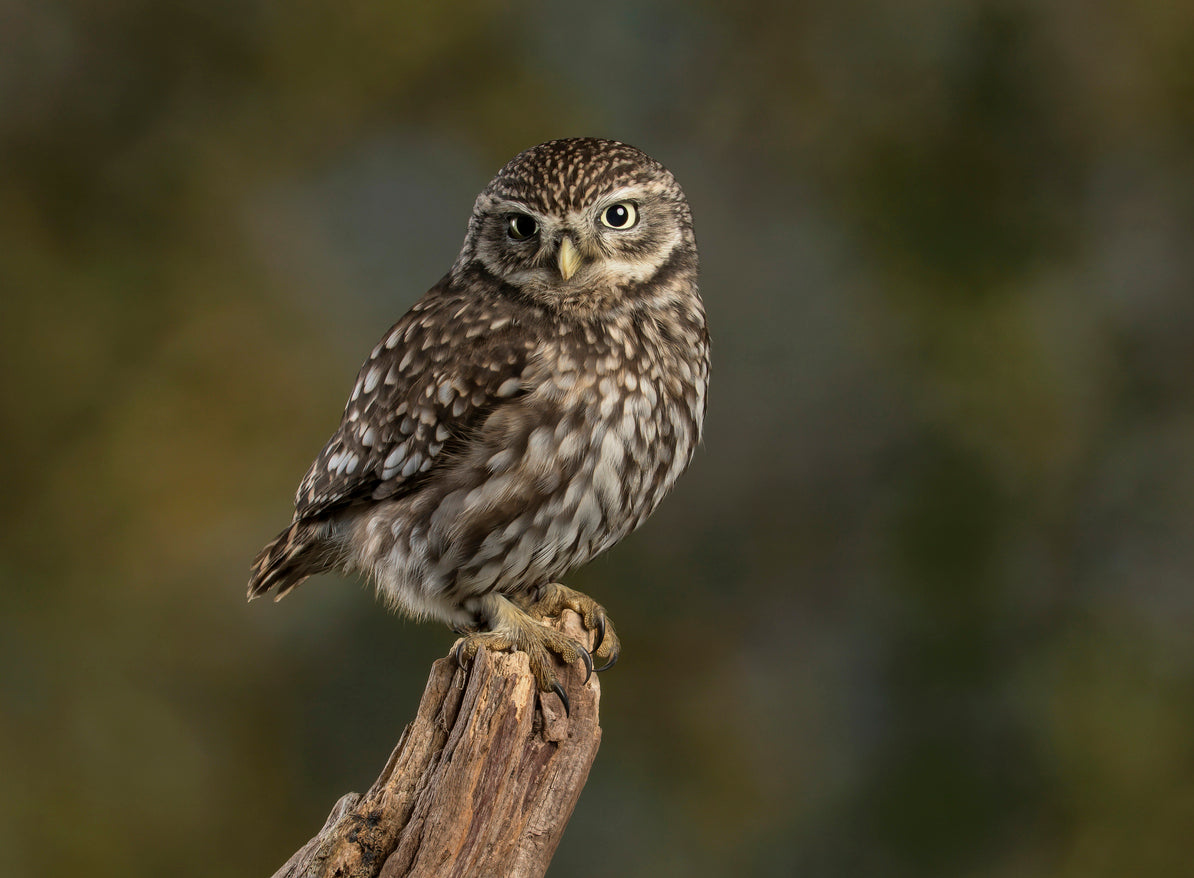 UK LITTLE OWL