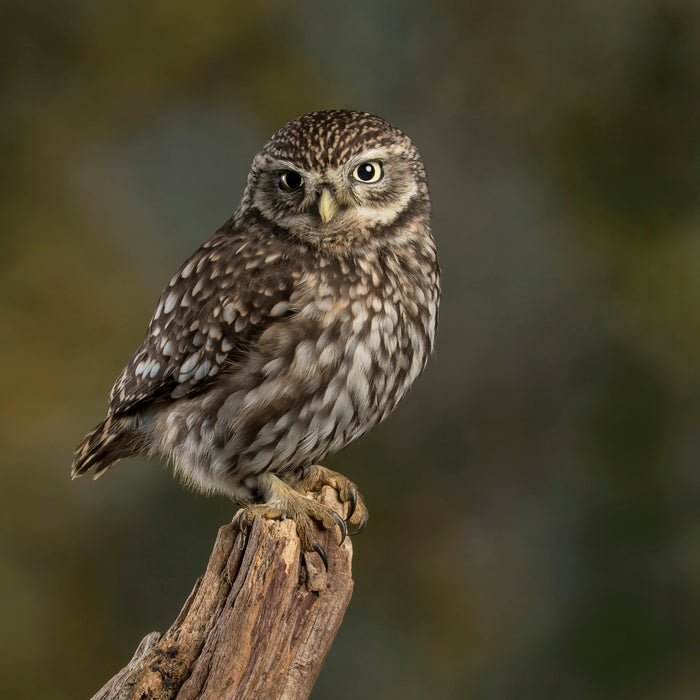 UK LITTLE OWL