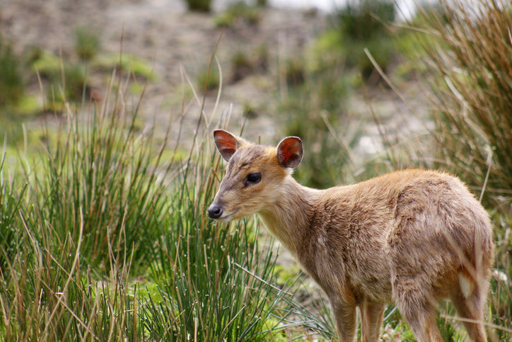 Muntjac Deer