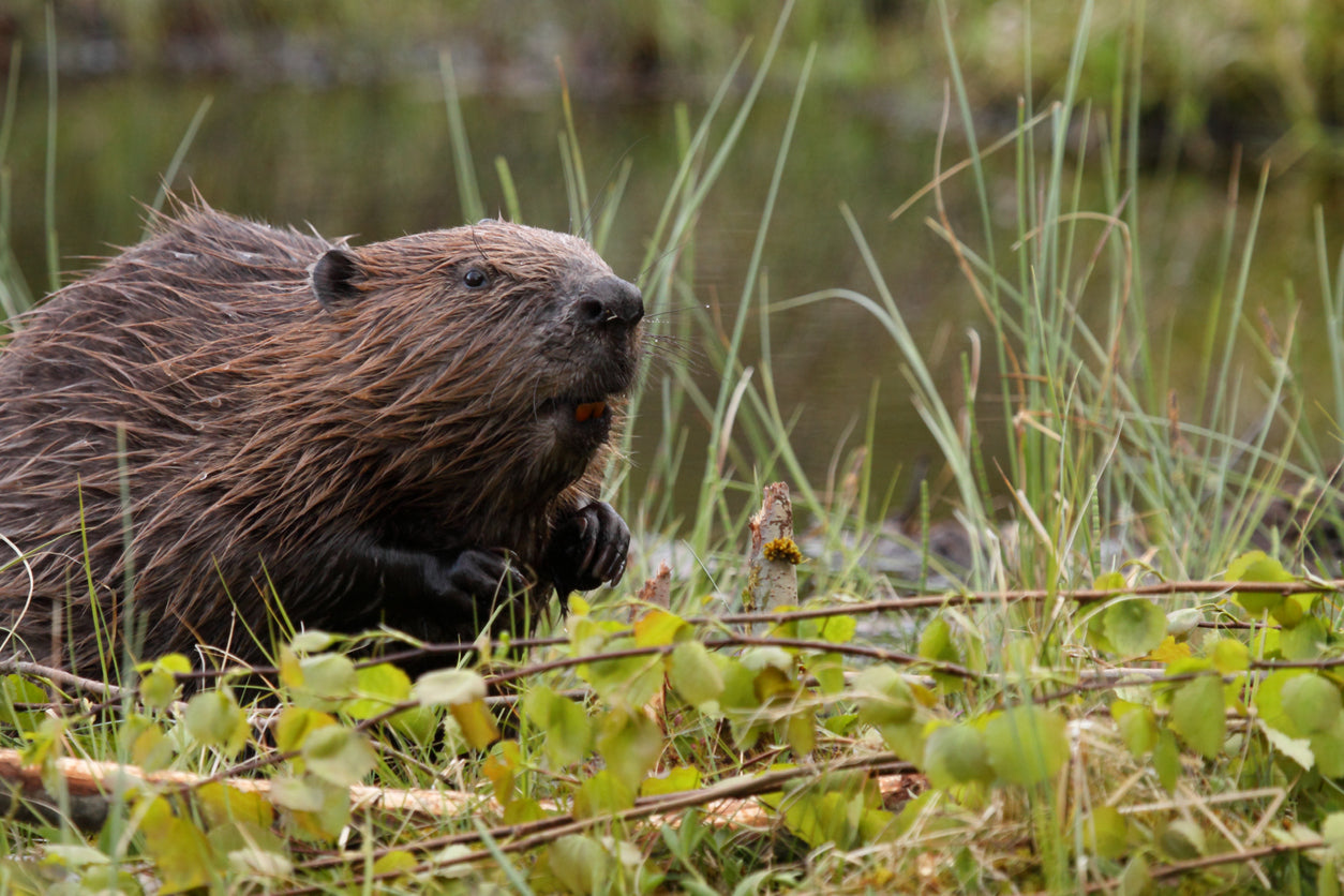 REINTRODUCTION OF BEAVERS