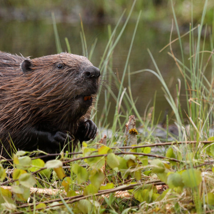 REINTRODUCTION OF BEAVERS