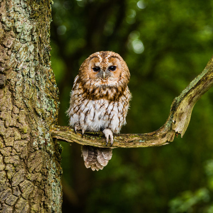 UK Owl Species