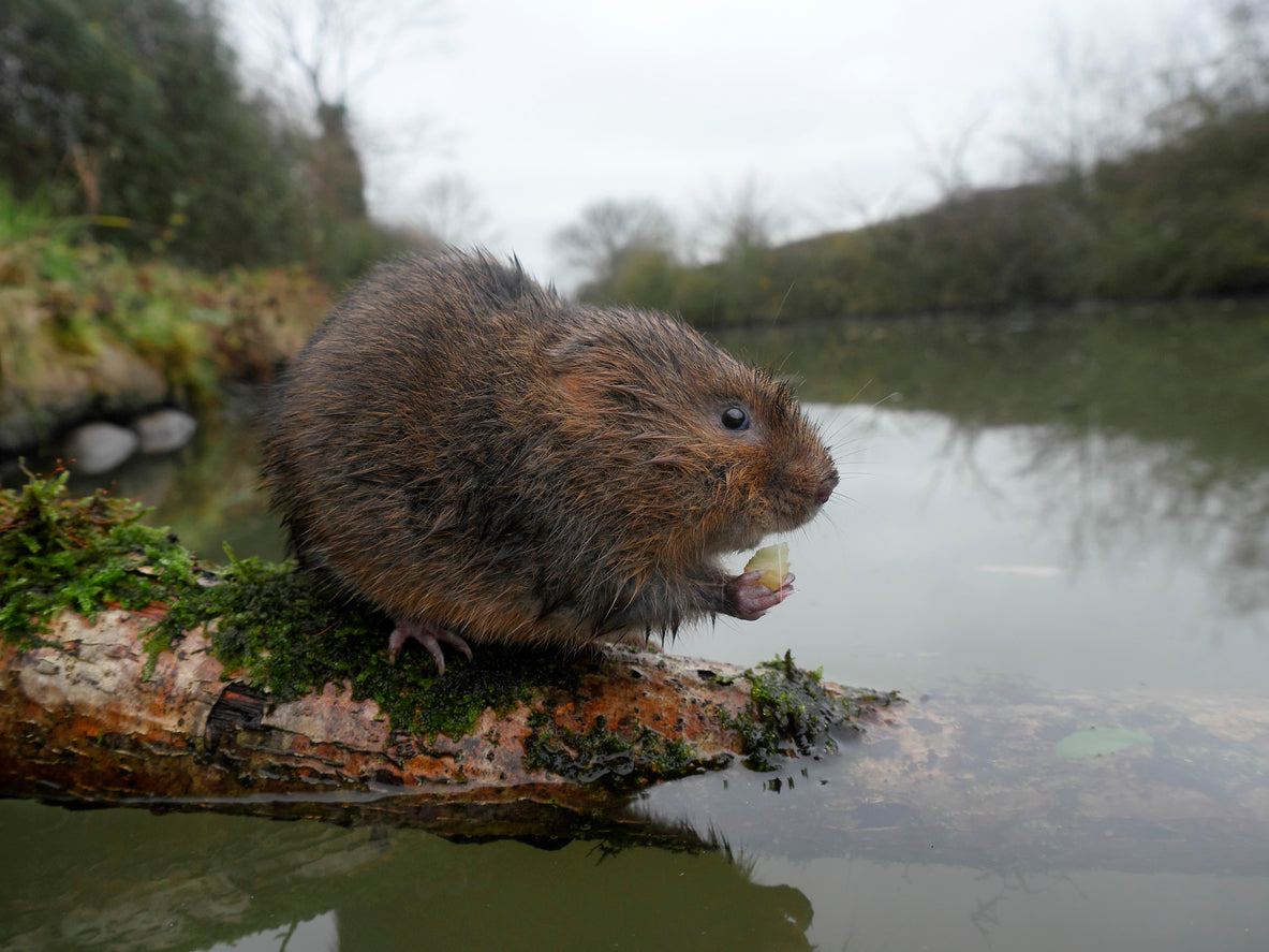 European Water Vole