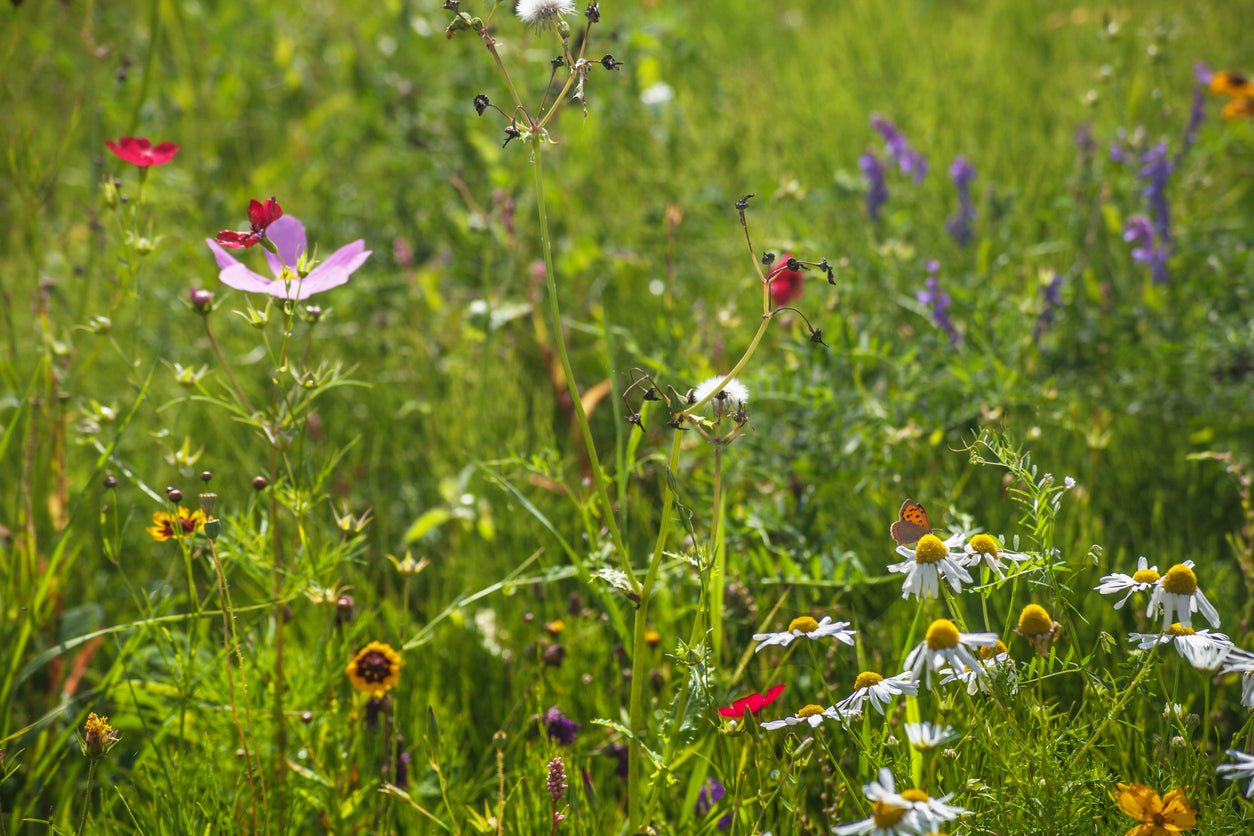 SUPPORTING NOCTURNAL MOTHS & BUTTERFLIES