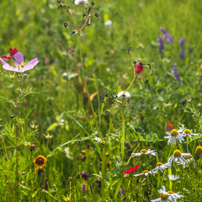 SUPPORTING NOCTURNAL MOTHS & BUTTERFLIES