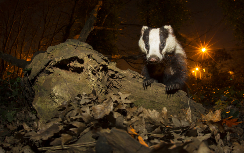 Badgers in the UK