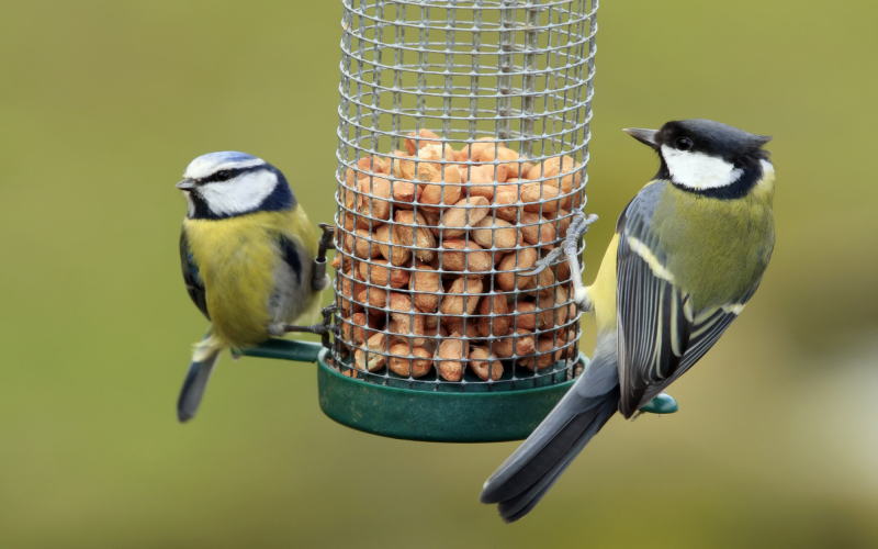 Feeding & Looking after Garden Birds during Winter