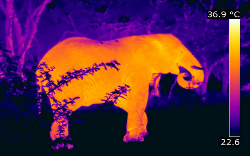 Thermal Imaging Cameras for Wildlife