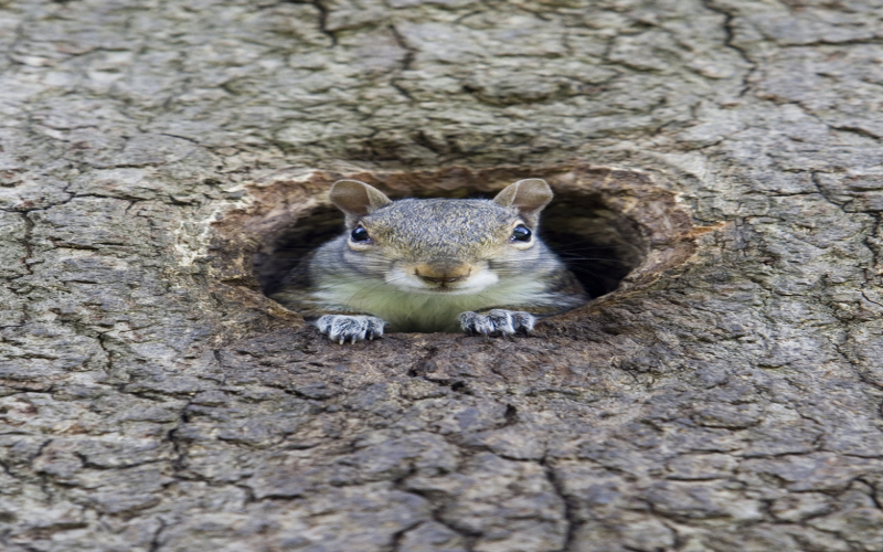 Squirrel Nests - Drey