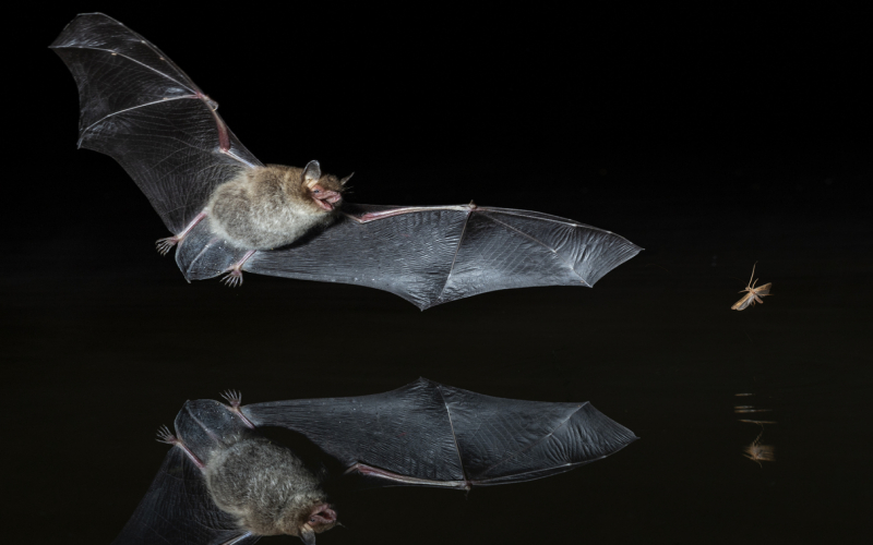 Bats in the UK