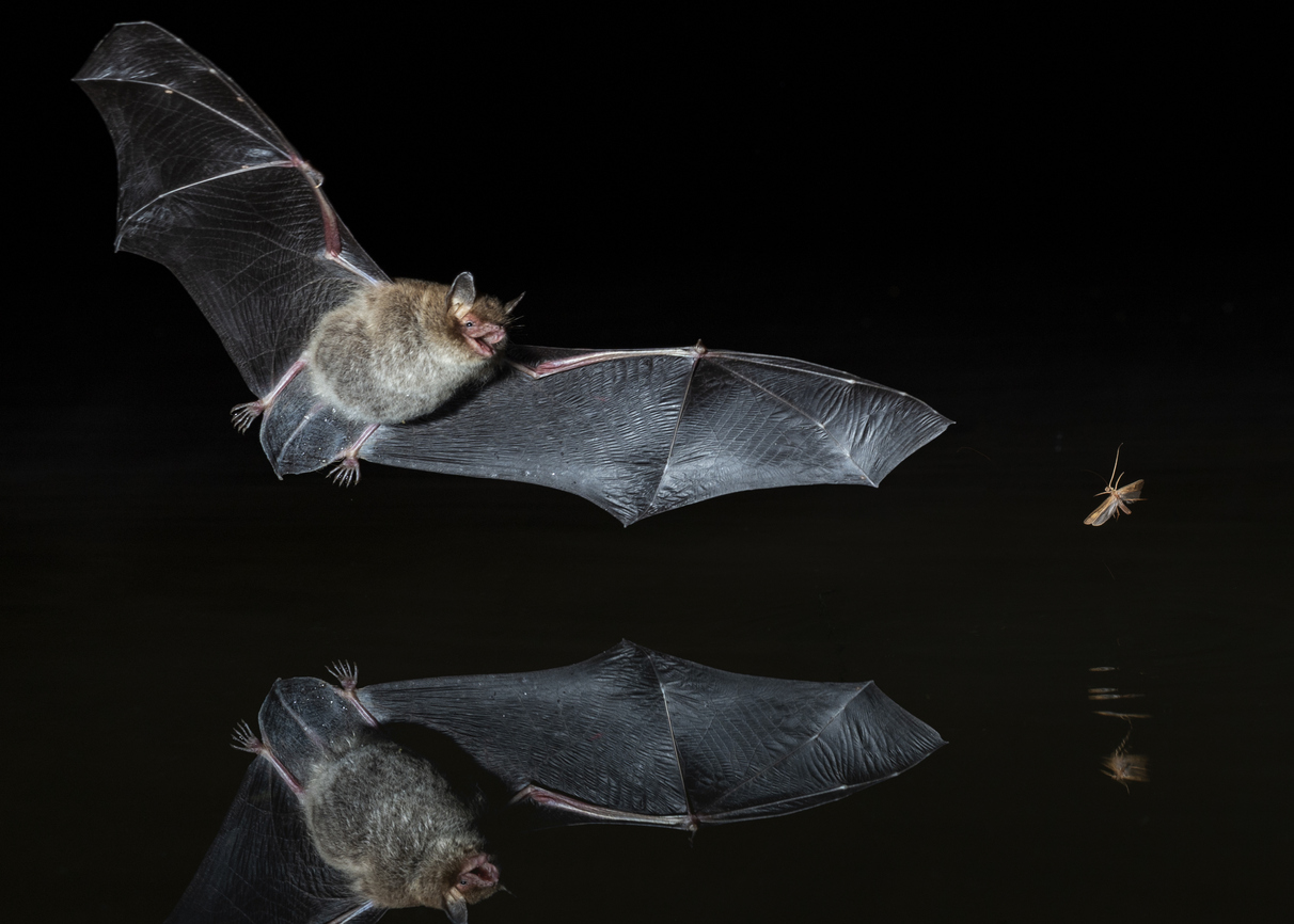 bats-in-the-uk