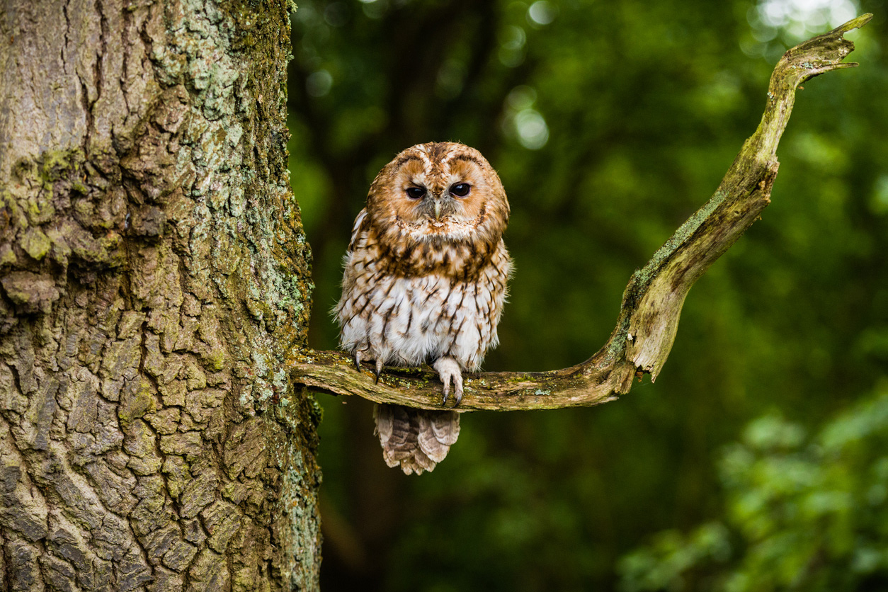 UK Owl Species